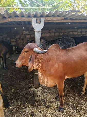 લાલ વોકી વેચવાની સે ત્રણ મહિના ગાભ