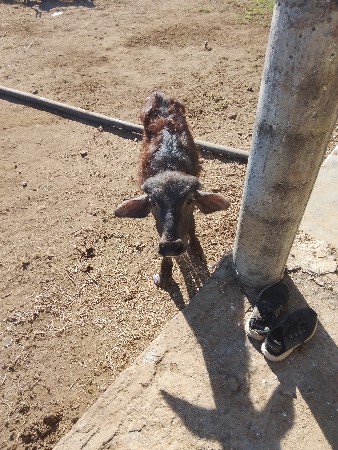 ભેશ વેસવાની છે