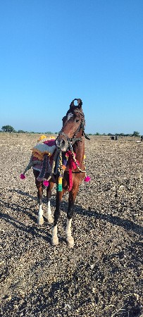 ઘોડો સે સાટા મા ઘોડી કા વસેરી