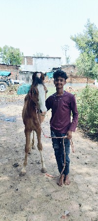 વછેરી વેચવાની સાટું કરવાનું છે