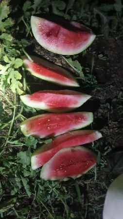 તરબુસ ની કસરી વેશ વા ની શે