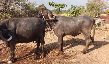 આ પાડો વેચવા નો છે