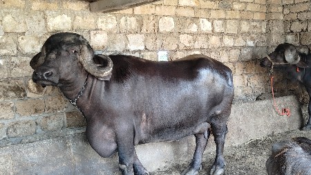 ભેસ વેચાવ છે