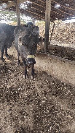 थंबनेल 3