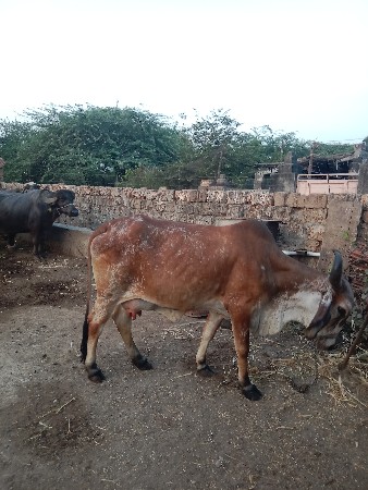 थंबनेल 3