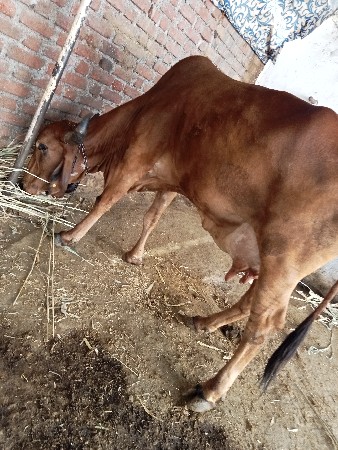 2 ગાયુ વેતર ઉપર સે