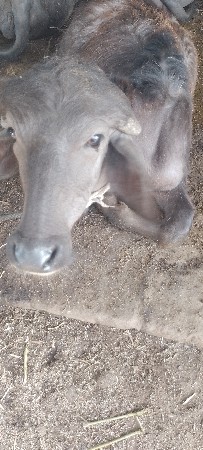 આ પાડો વેચવાનો છે