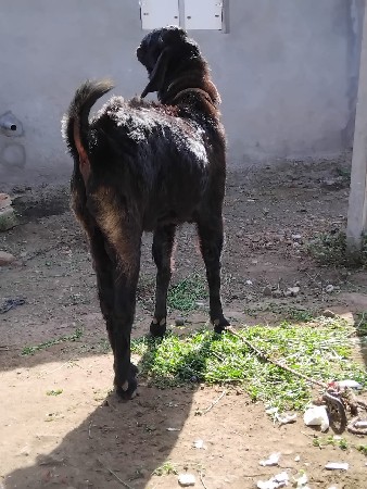 જામખંભાળિયા 9510931362