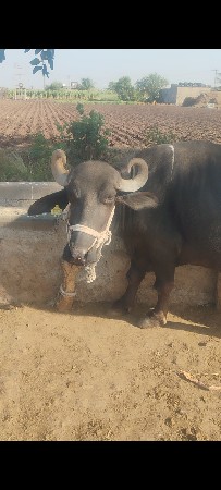 2 ખડેલી વેચવાની છે