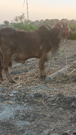 gay pchr gir desi soji 3vetr