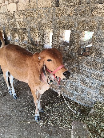 ગીર વાછડી વેચવાની છે
