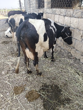 ગાય વેચવાની સે