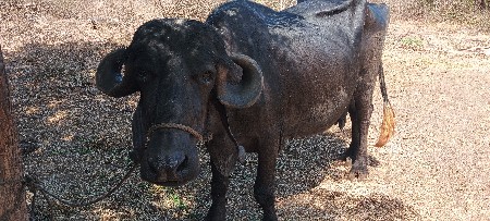 ભેશવેશવાનિશે પાસમોમયનોસાલેસે