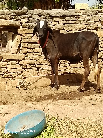 ઓરીજીનલ કાંકરેજ બ્લેક વાછરડી