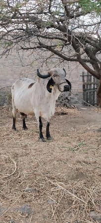 આ ગાય વેસવાની છે