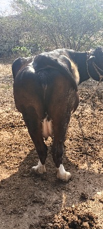 ગાય વેચવાની છે