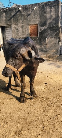 ભેંસ બેસવાની સે