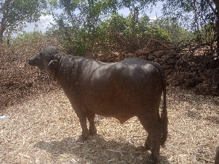 थंबनेल 3