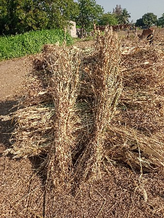 સુકેલી જાર વેચવાની છે