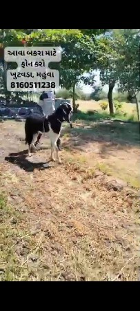 bakra dewana che 8160511238