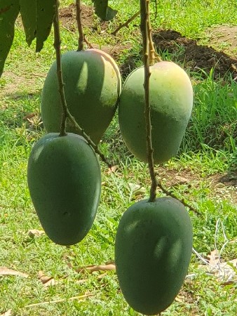 બગીચાનો ઈજારૉઆપવાનોછે