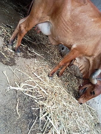 થંબનેલ 3