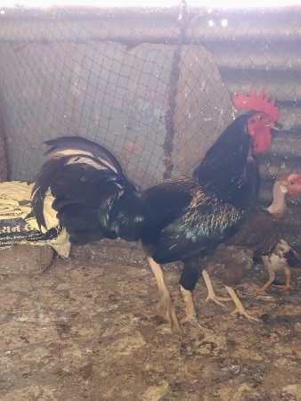 थंबनेल 3