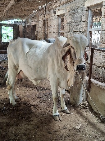 હોળકી વેચવાની છે