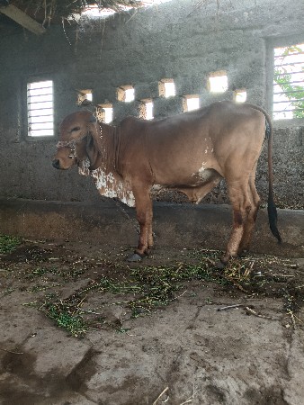 હોળકી વેશવાનિ છે