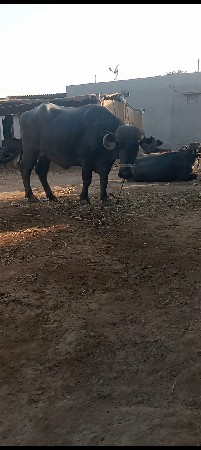 ખડેલી વેચવાની છે