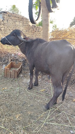 થંબનેલ 3