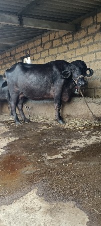 ભેંશ વેચવાની છે