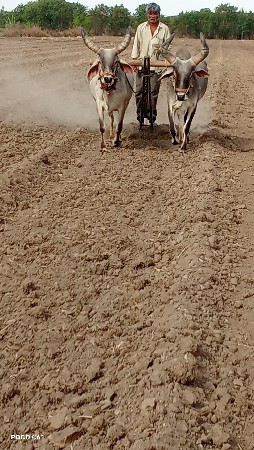 ગોઢલા વેચવાના છે