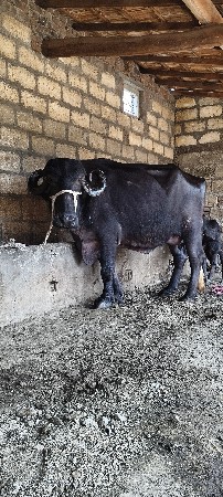 ભેંશ વેશ ની હોય તો વિડિયો મોકલો