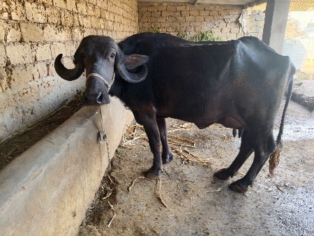 थंबनेल 6