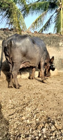 थंबनेल 2