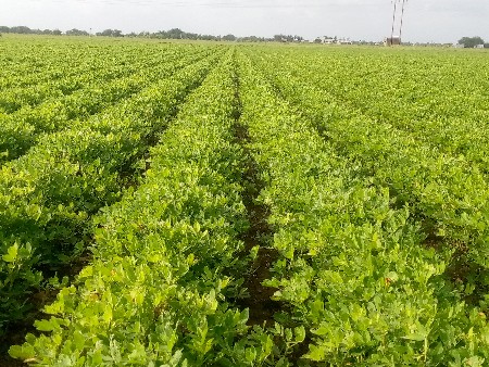 14 viga keti ni jamin