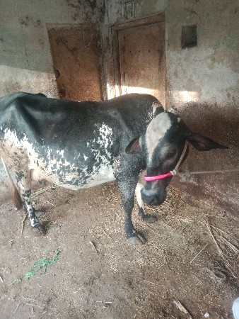 थंबनेल 3