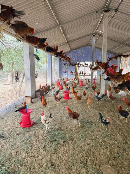 સોનાલી મરઘા અને મરઘી