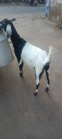 थंबनेल 2