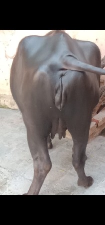 थंबनेल 2