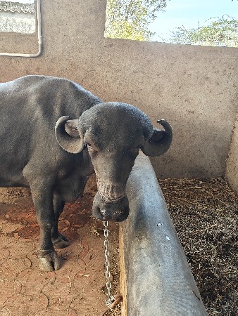 ભેંસ વેચવાની છે