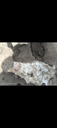 પાંચ વીઘા નો પાના નો કાદો દેવાનો