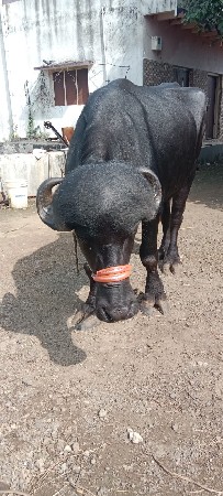 થંબનેલ 3