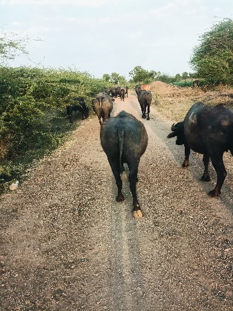 ખડેલા વેચવાના છે