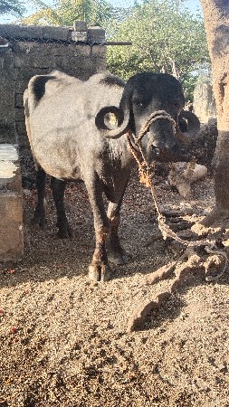 બે ખડેલી વેચવાની છે