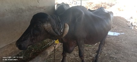 થંબનેલ 2