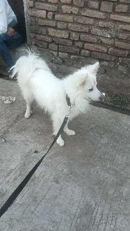 મેલ સે દોઢ વર્ષ નો