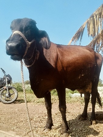 વીયાણેલ ગાય છે