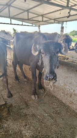 2 ખડૅલી વૅચવા ની છૅ